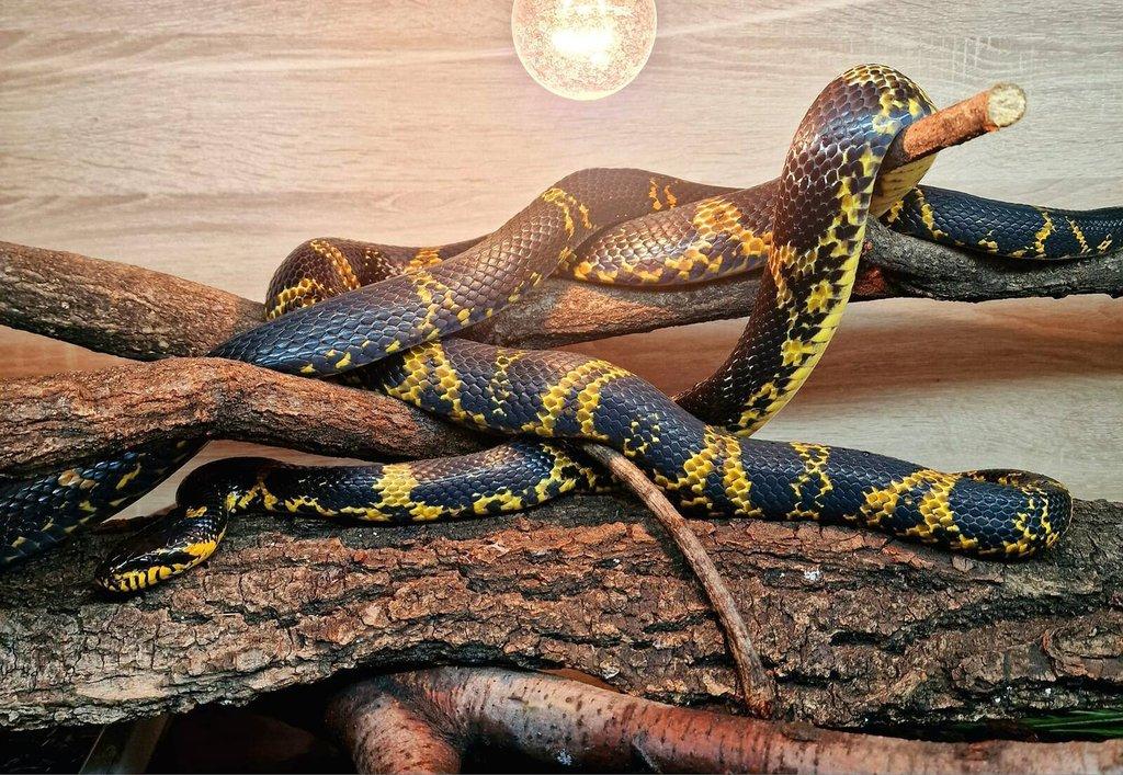 Elaphe schrenckii - Užovka amurská CB 8/25