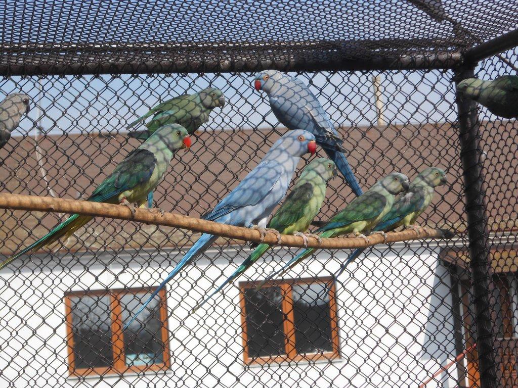 Alexandr šedý columboides