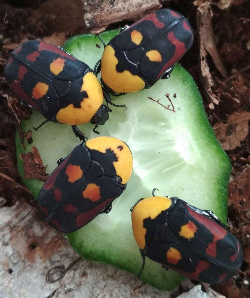 Pachnoda iskuulka - trio