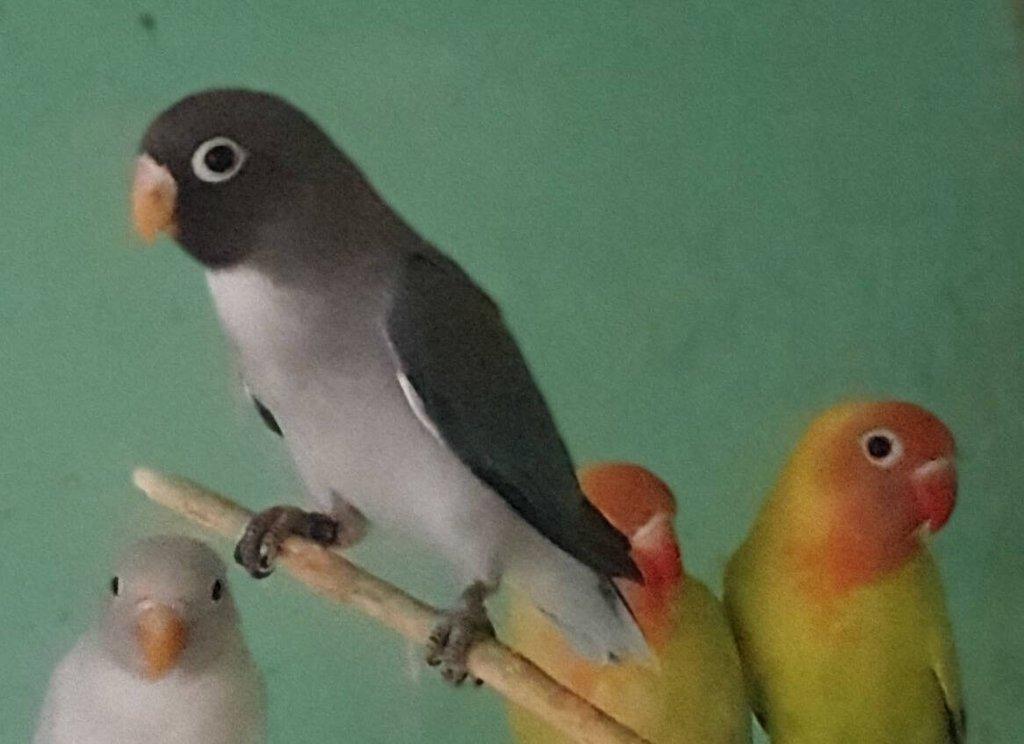 Agapornis hnědohlavý - různé mutace