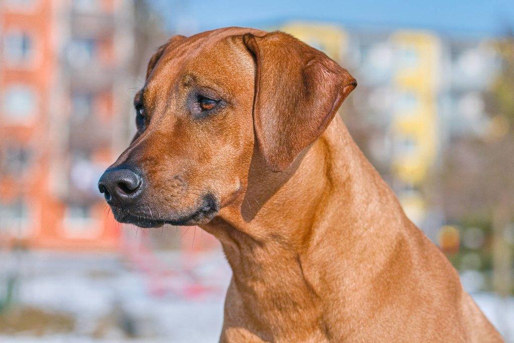 Rhodéský ridgeback - štěňátka s PP