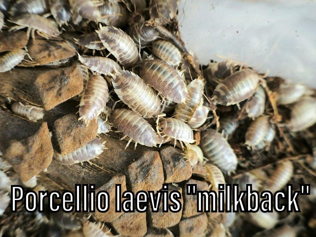 Isopody, mnohonožky, chvostoskoci ŽE 6.9., posílám