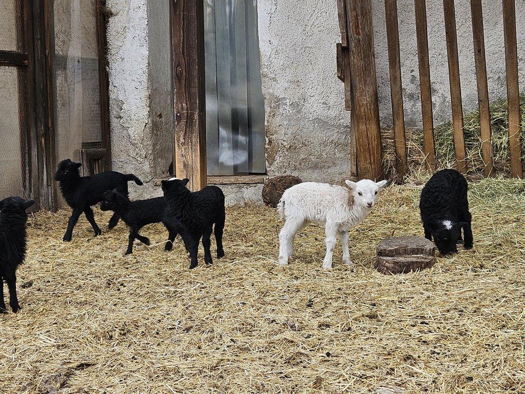 Prodám letošní jehňátka