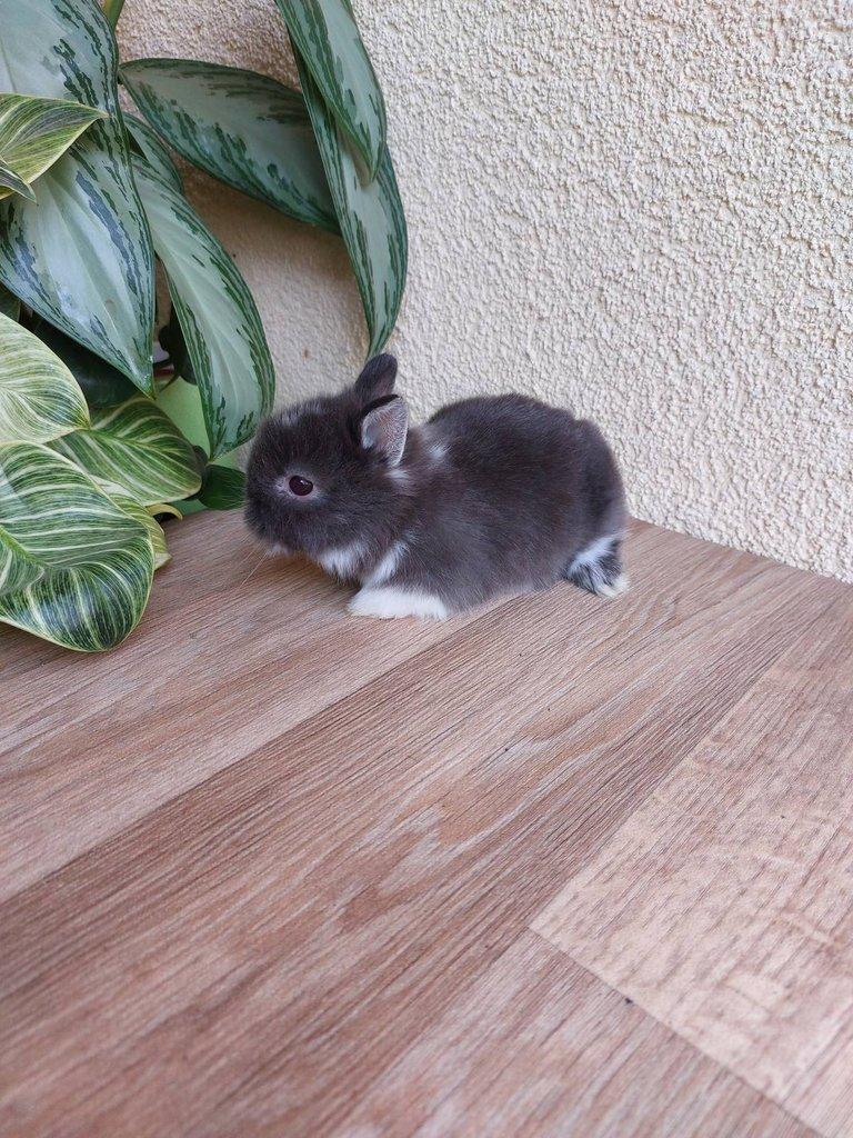 Zakrslý králík TEDDY - bílopesíkatý a činčilový