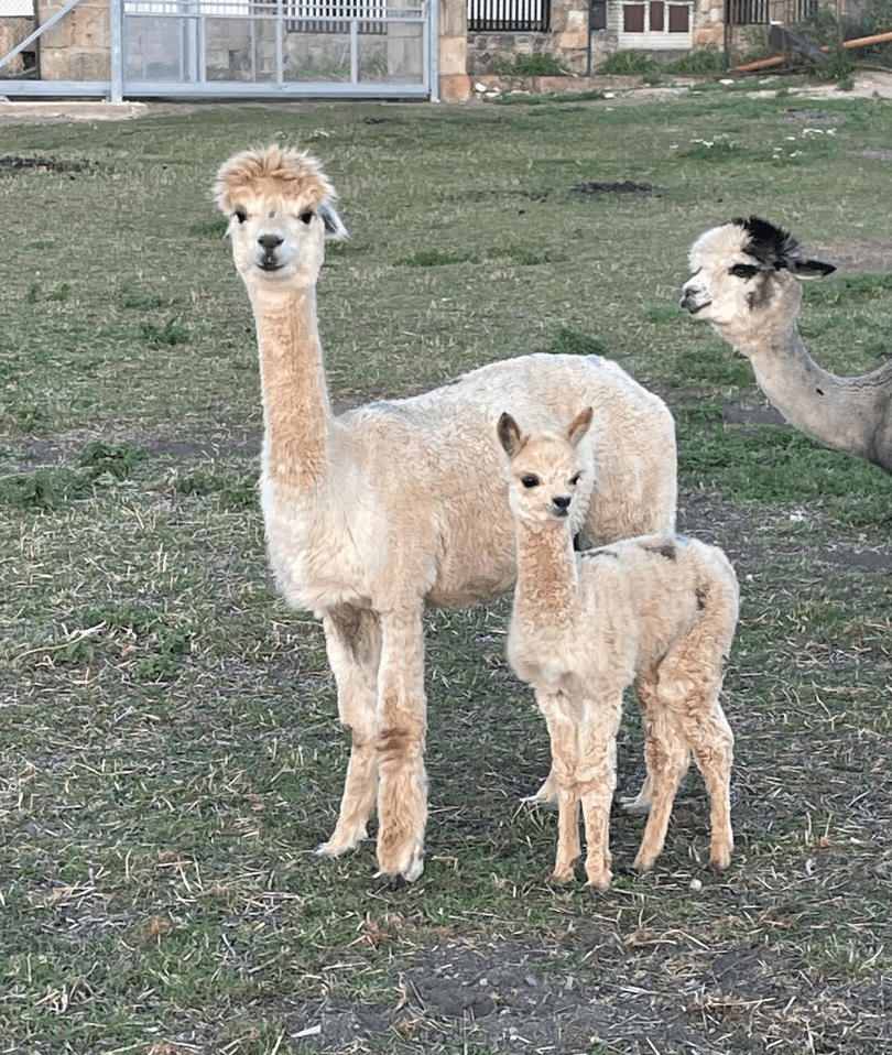Lama alpaka - mláďata
