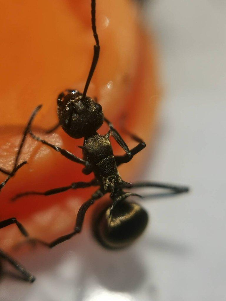 Asijské mravenčí královny a kolonie, mladé královny Camponotus nicobarensis