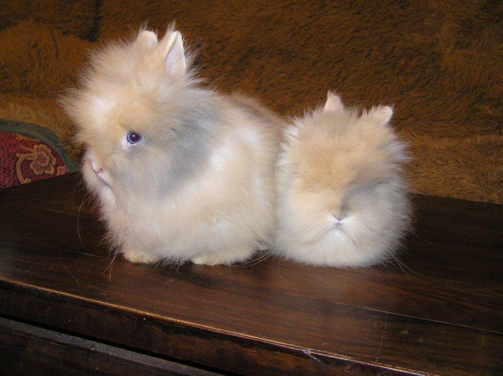 Teddy králíčci zakrslí dlouhosrstí, mláďata