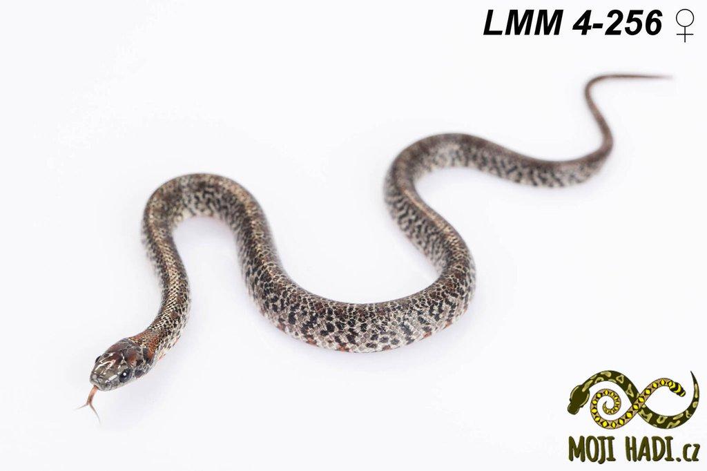 Lampropeltis mexicana mexicana - Korálovka mexická 2024