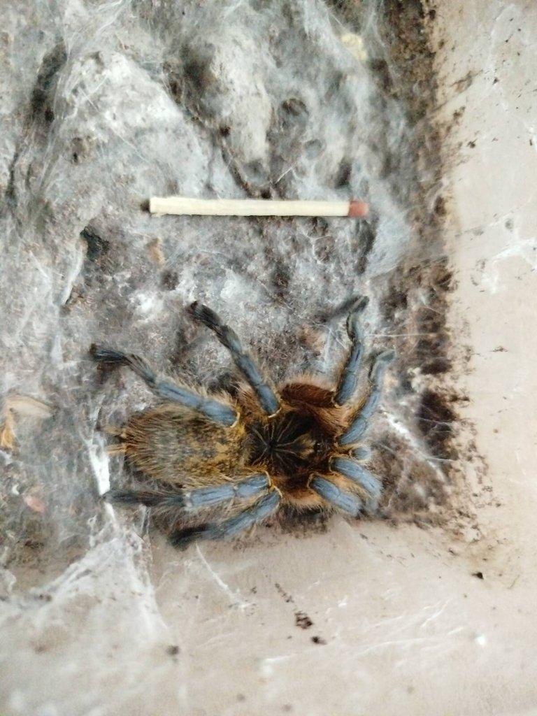 1x samice  H. pulchripes 0.1, 1x O. vietnam silver, 1x P. metallica + menší tera/ vše 3000 Kč