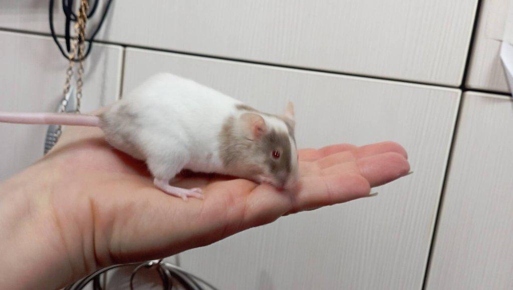 Myš, myši, barevné myšky, i bílé na zkrm