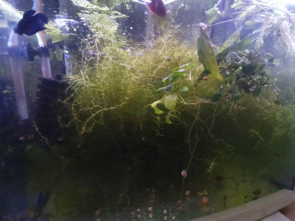 Mechy a Anubias nana