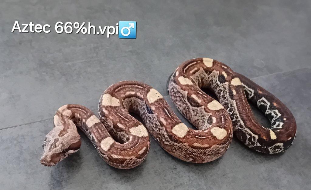 Hroznýš královský 3/25