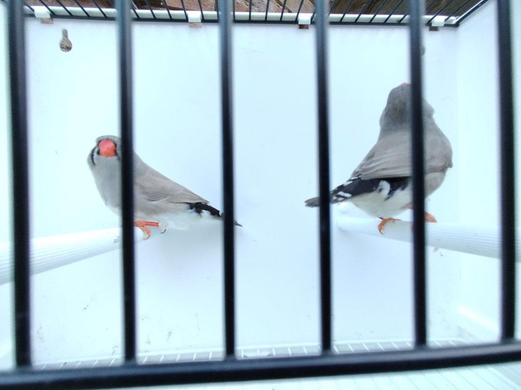 Výstavní žebříčky