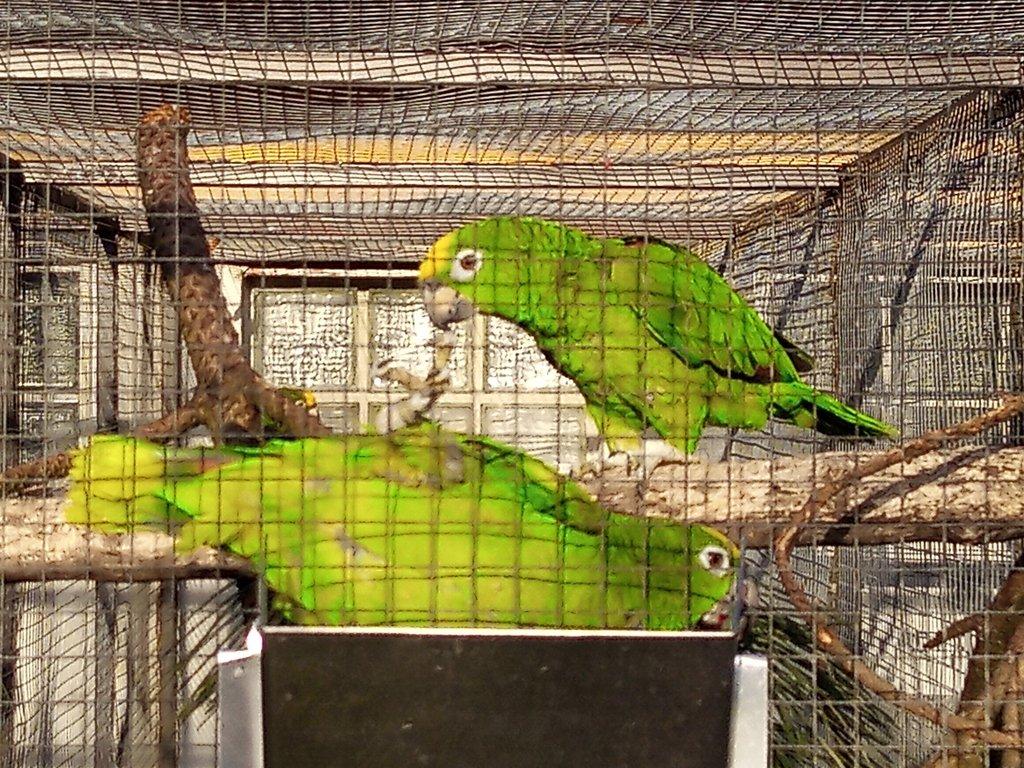 Amazoňan surinamský