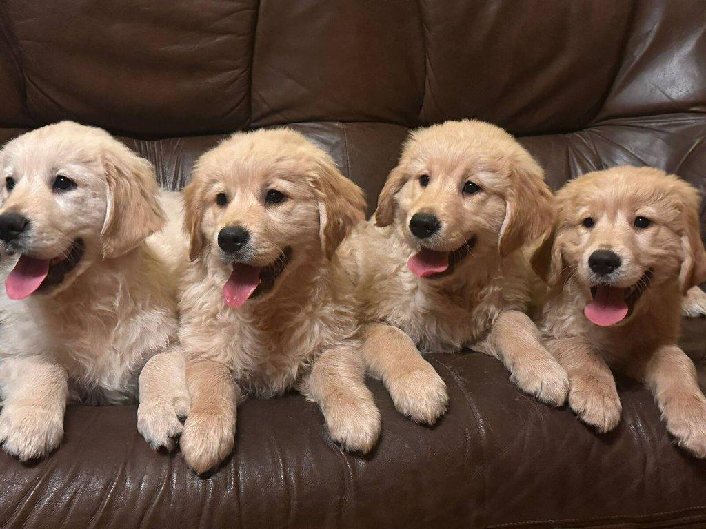 Zlatý retrívr, golden retriever