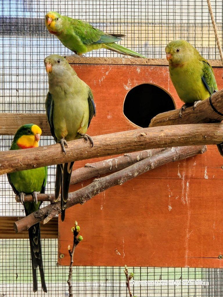 Prodám papoušek červenokřídlý a nádherný