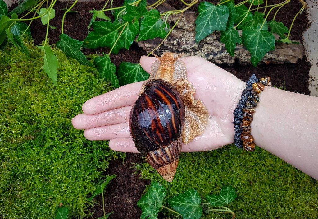 Afričtí šneci Lissachatina immaculata mláďata