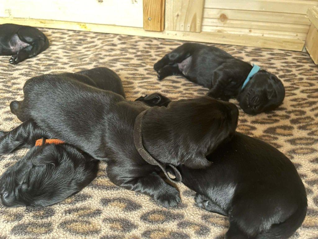 Štěňata flat coated retrívra