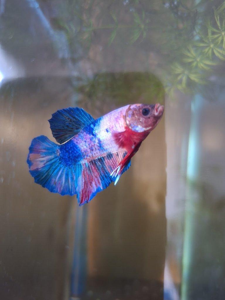 odchovy betta