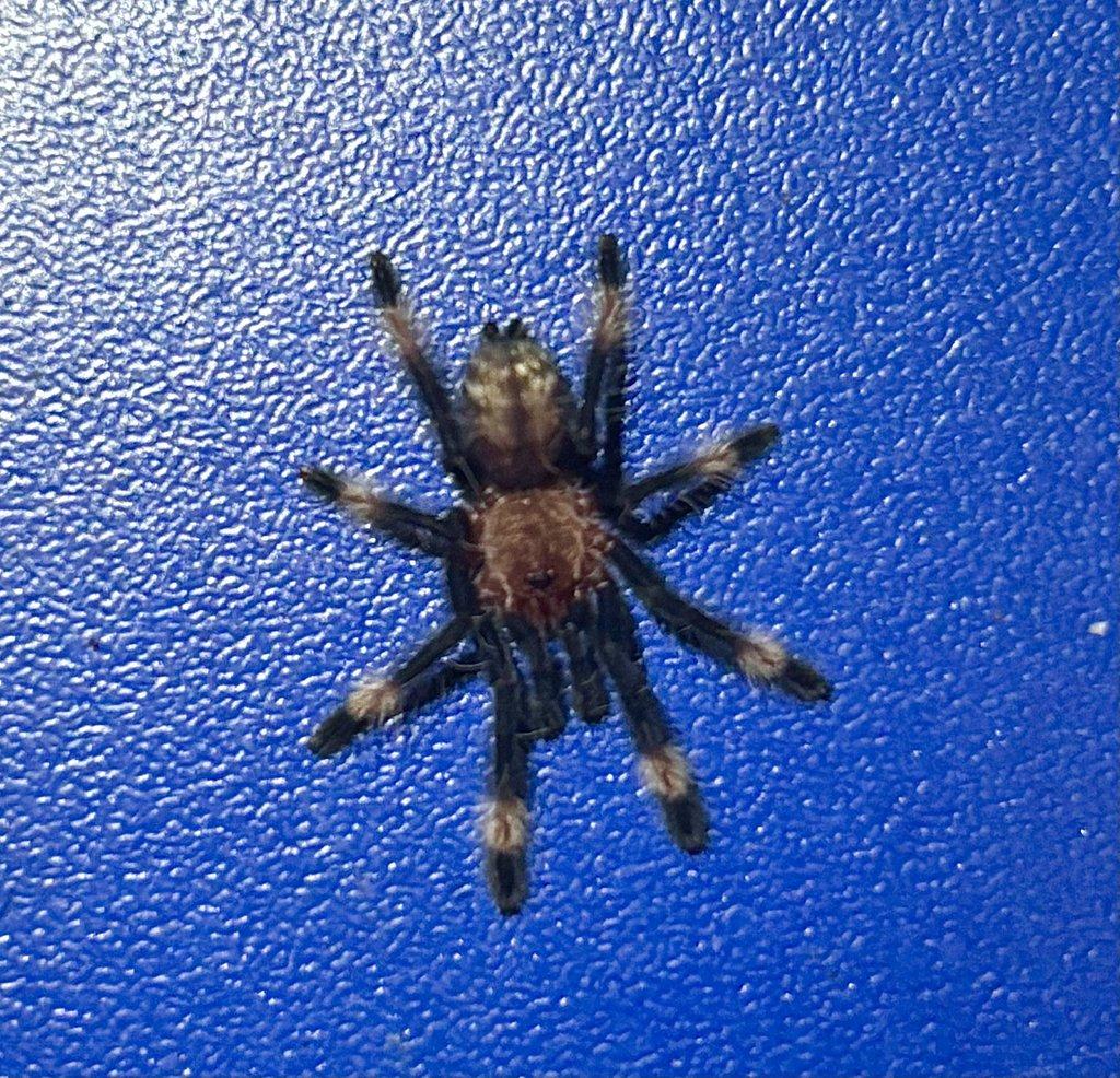 POSÍLÁM - C. versicolor, H. maculata, A. geniculata, 0. aureotibialis, Ch. cyanepubescens ...