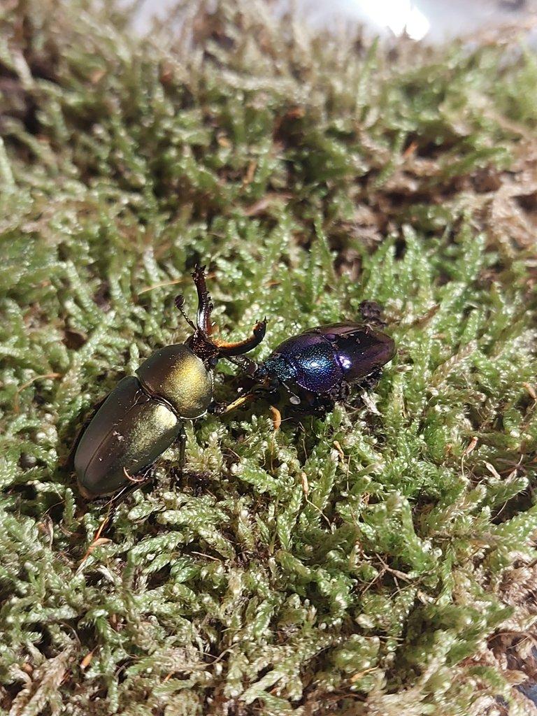 Pár Lamprima adpolphinae