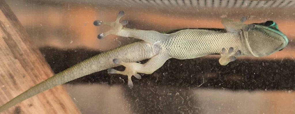Phelsuma nigristriata