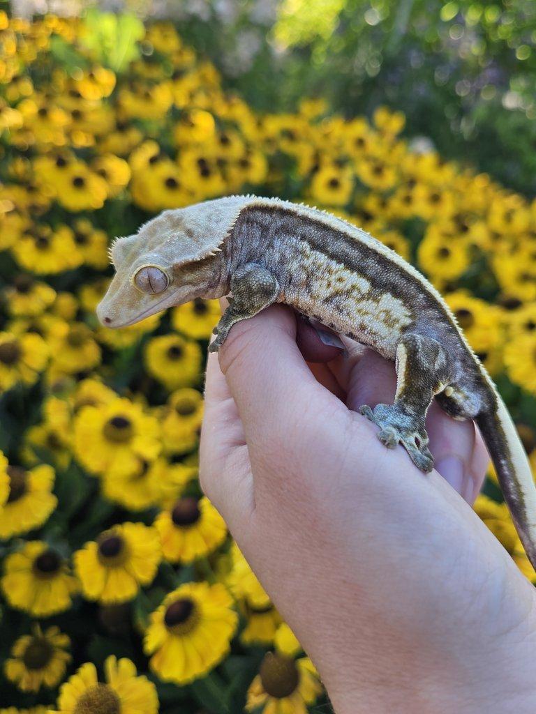 Pagekon řasnatý / ciliatus