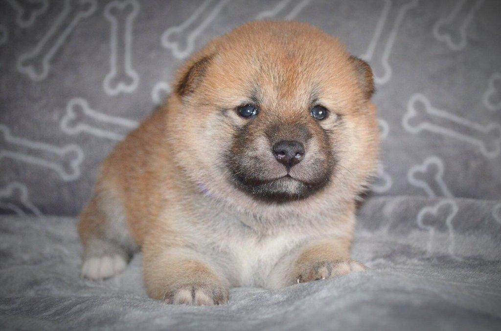 Shiba Inu Štěňata