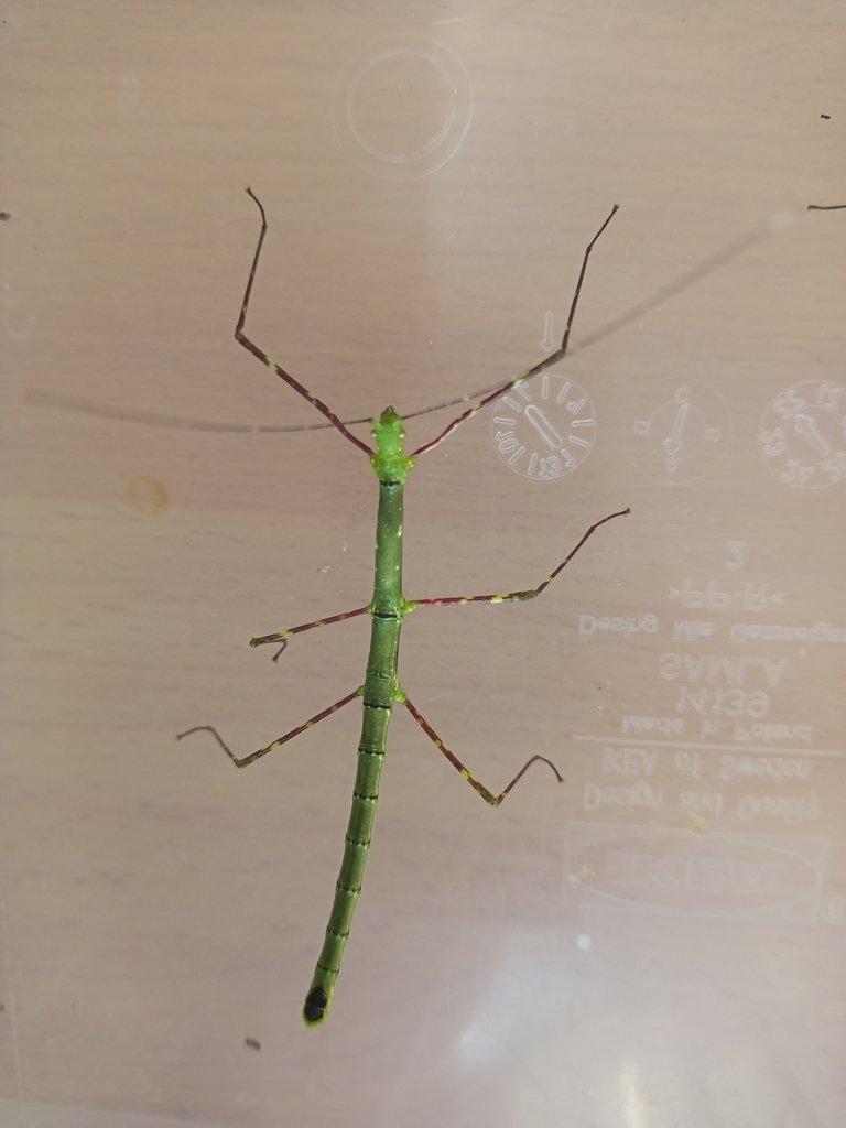Myronides glaucus