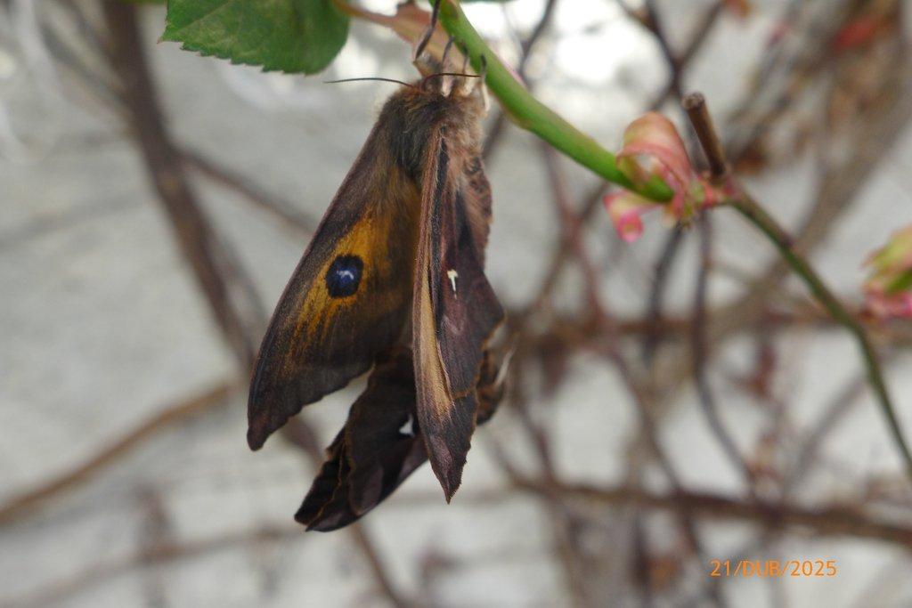 vajíčka Aglia tau f.melaina x Aglia tau f. ferenigra