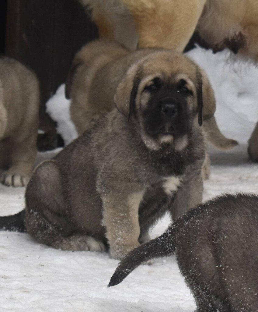 Španělský mastin- nabízíme štěňátka k odběru po 20.lednu