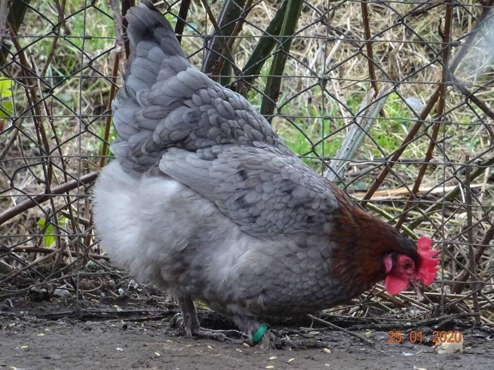 Maransky 🐣 (kuřátka)