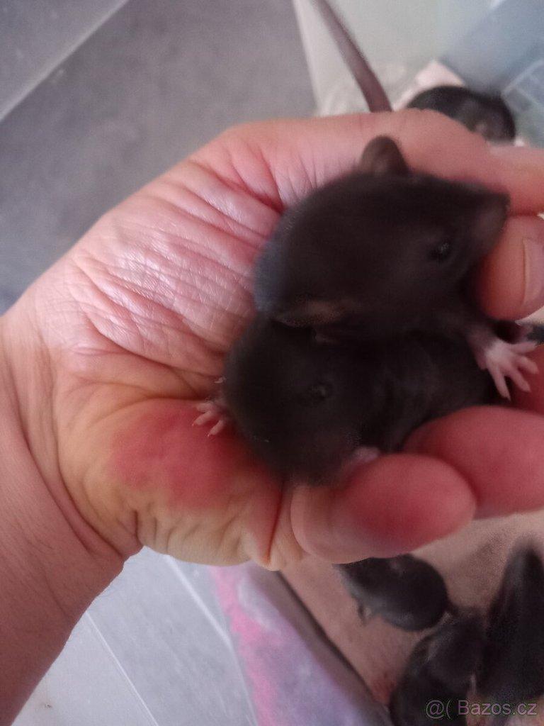 Potkan Dumbo