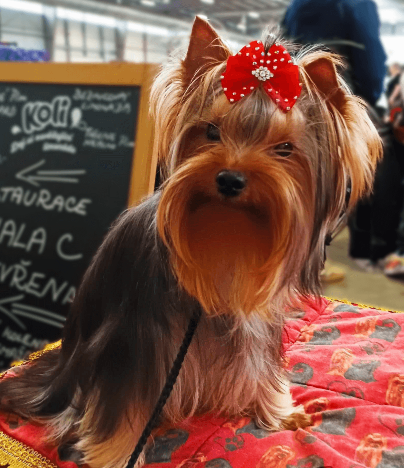 jorkšírský terier