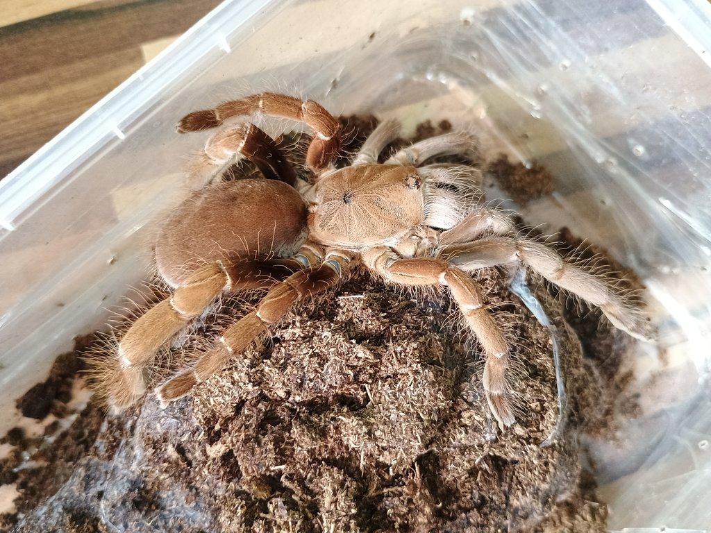 Hysterocrates gigas samice -  více kusů