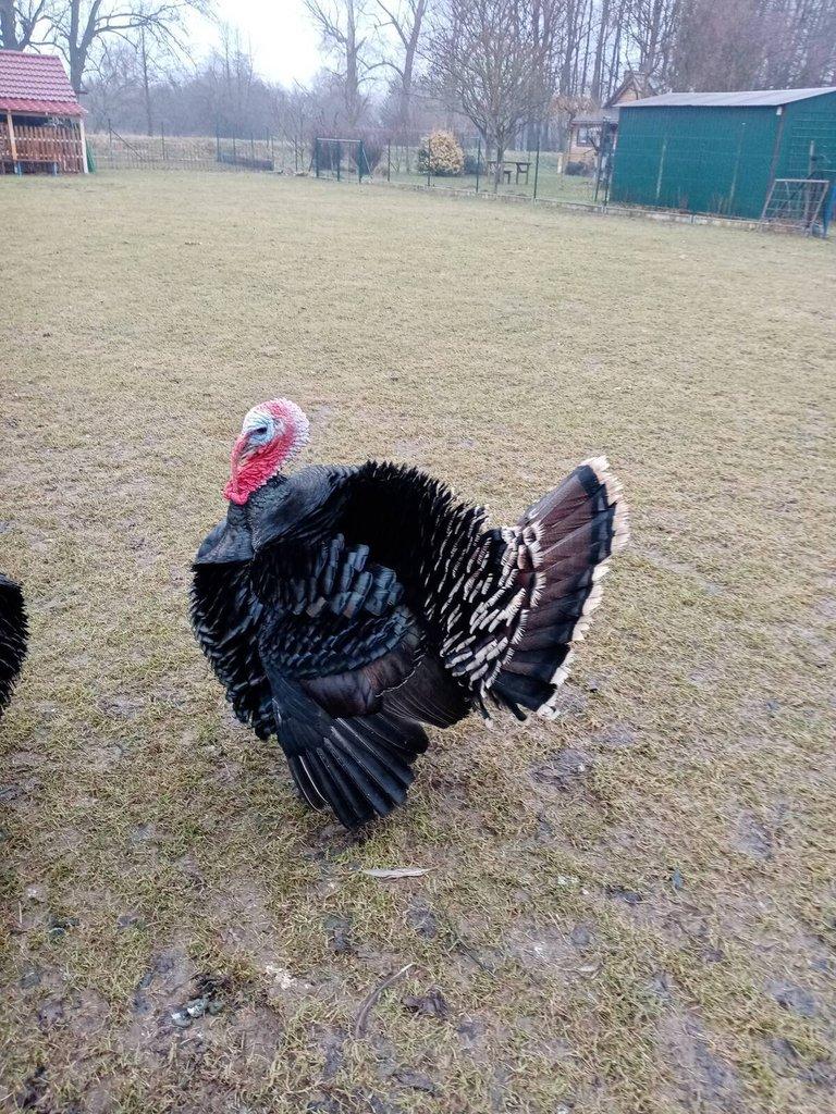 Krocan krůty české