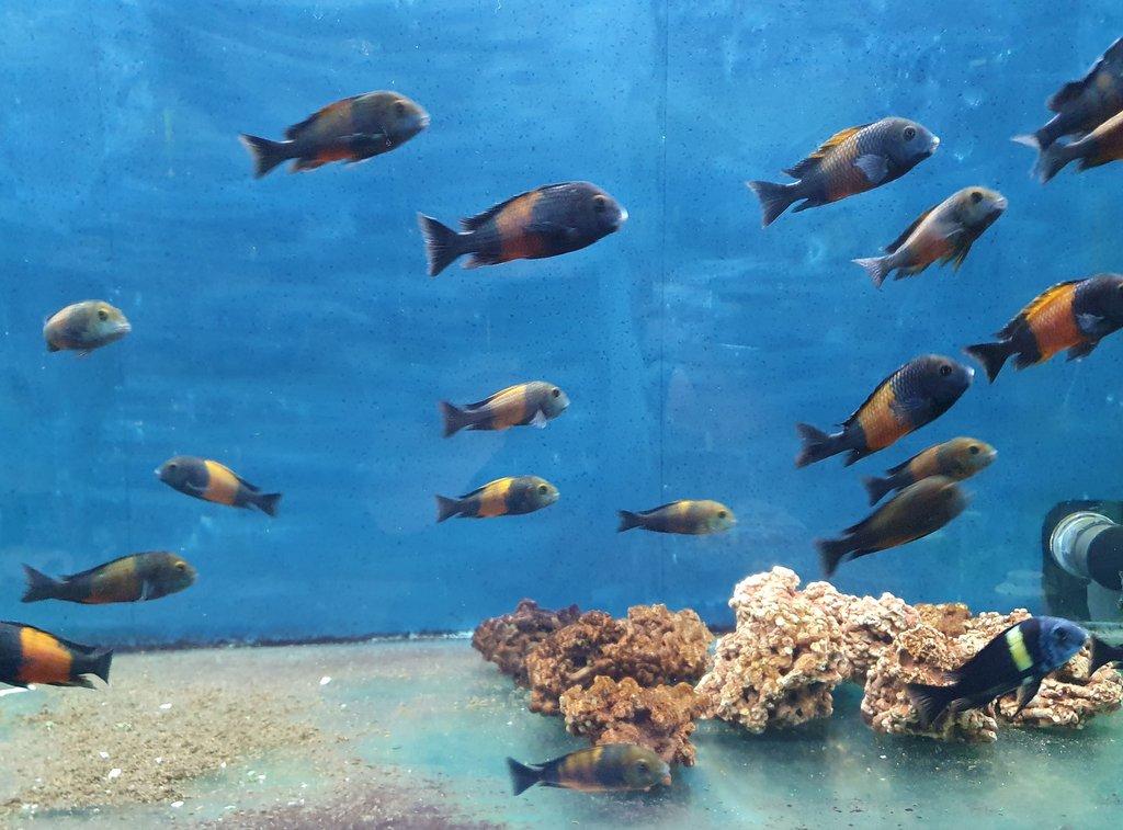 Prodám Tropheus sp. "Black" Bemba (Tropheus moorii Bemba) - chovné hejno
