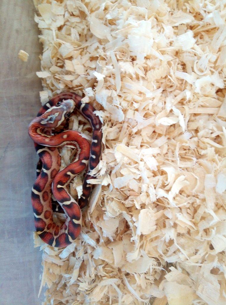 Scaleless