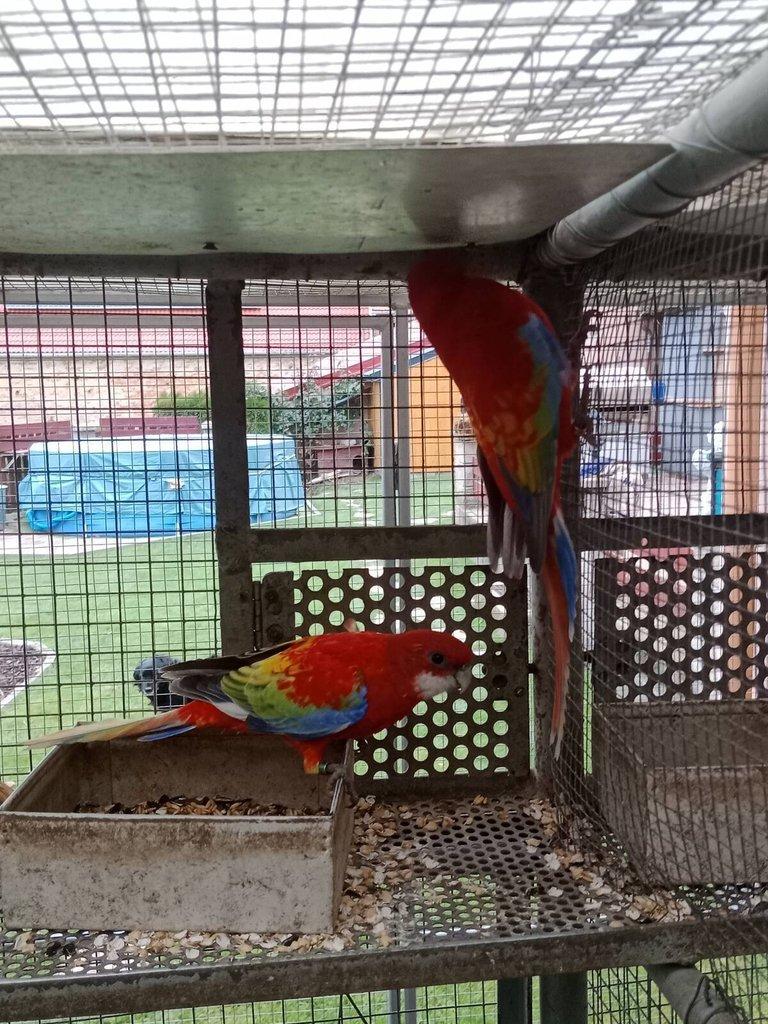 Prodám roselu gold gold opalin