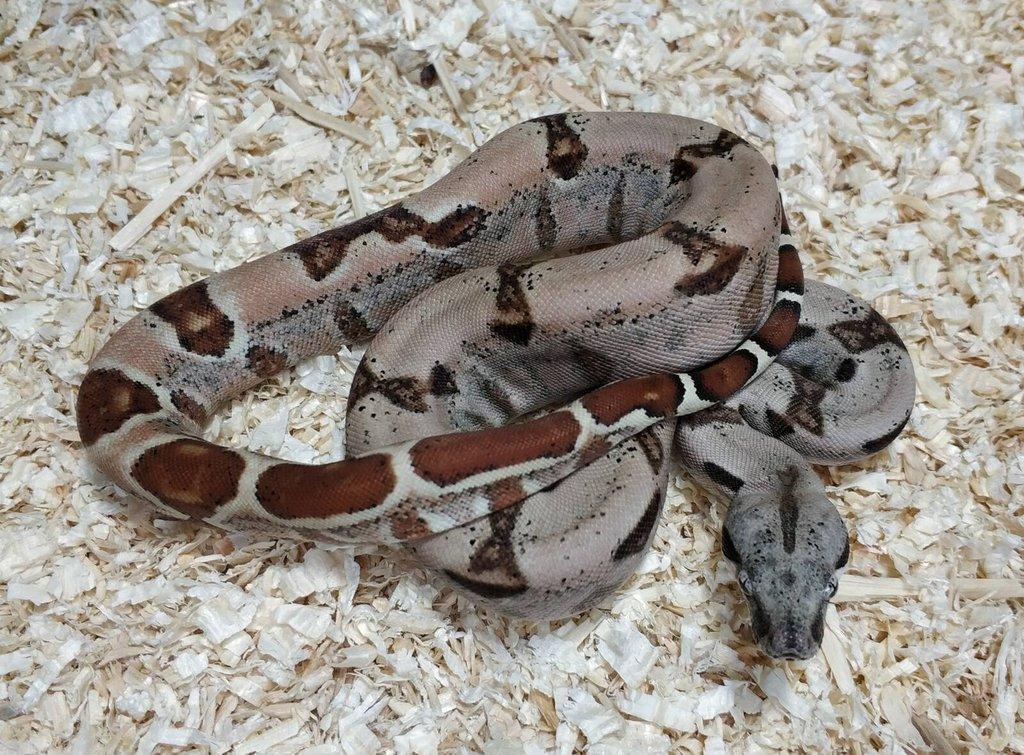 Boa imperator- Sharp Sunglow 66% het Sterling,Hypo Sterling