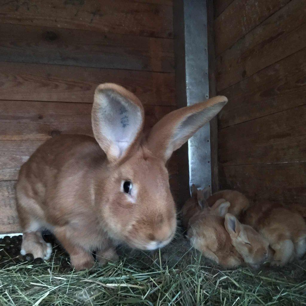 Samec burgundského králíka