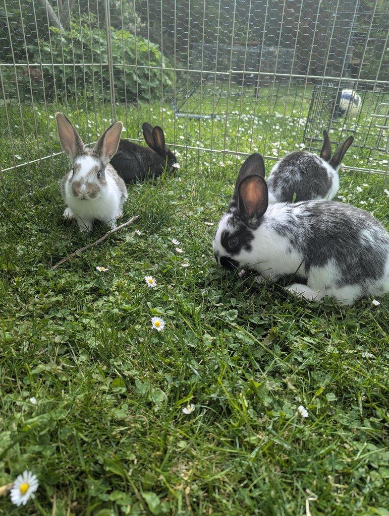 Králík domácí - mláďata k odběru