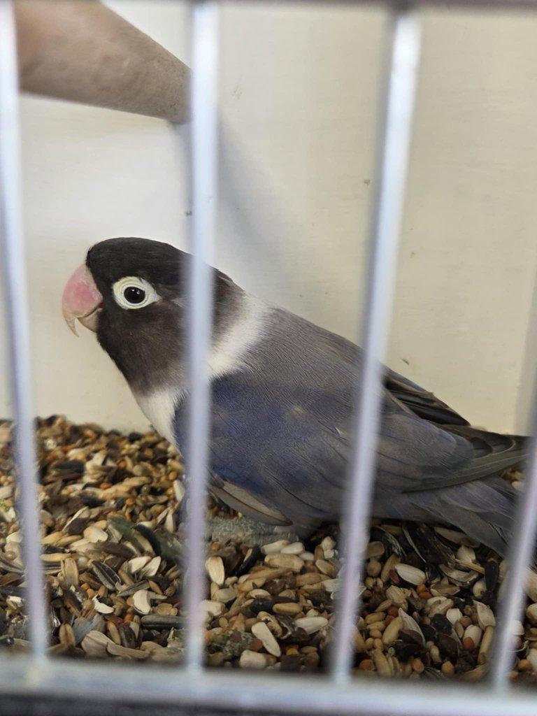 Agapornis škraboškový (Agapornis personatus)