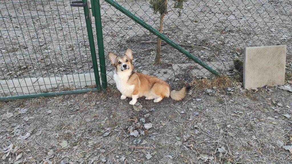 Welsh Corgi Pembroke