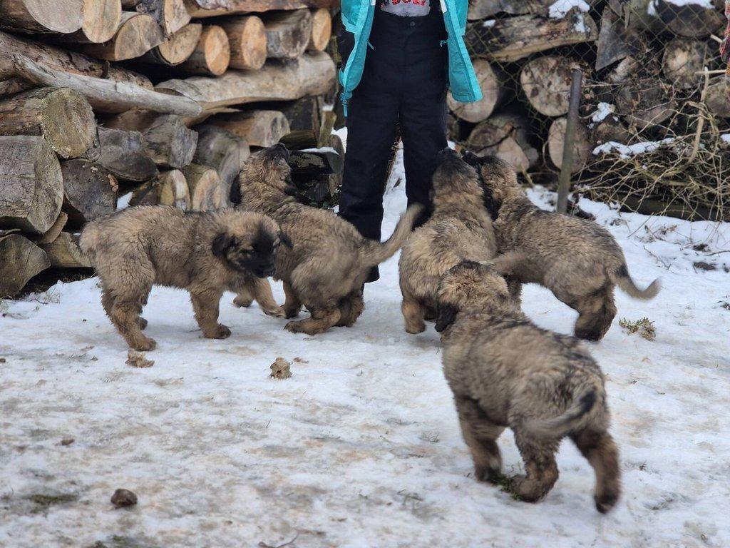 Prodám štěně Leonberger bez PP