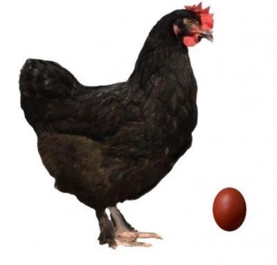 Slepice Dominanty - Darkshell - Greenshell - Sussex - Leghorn - prodej i o svátek!