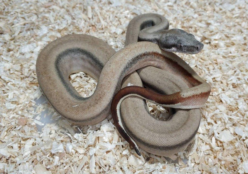 Boa imperator- Sharp Sunglow 66% het Sterling,Hypo Sterling