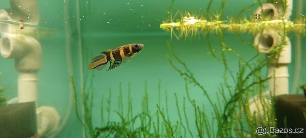 Epiplatys annulatus, panchax prstencový, halančík
