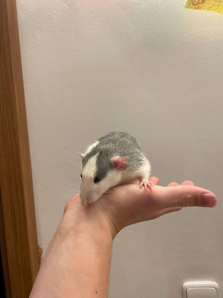 Daruji potkany ( 2 samce, 2 samice) (Husky x Dumbo)