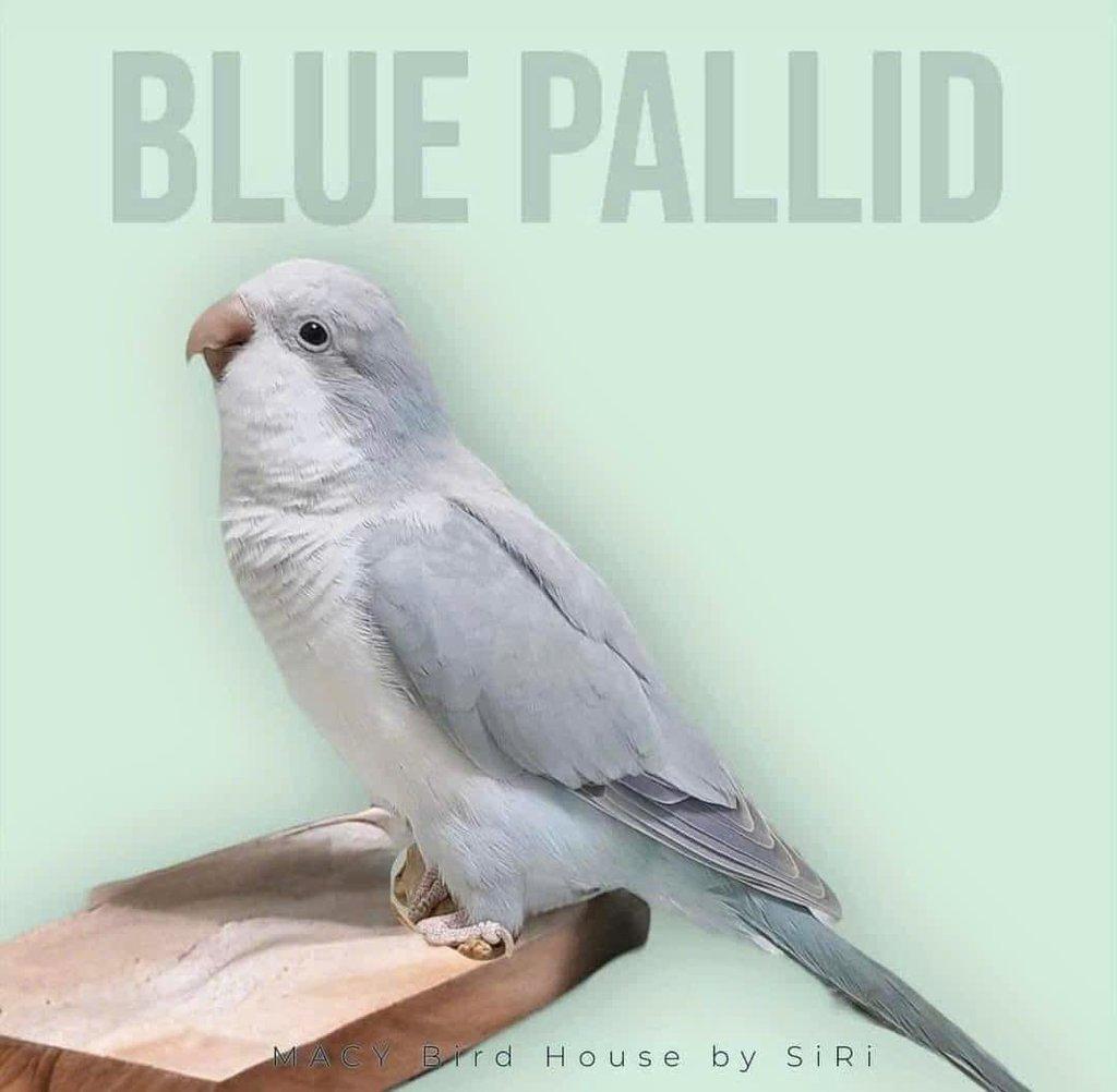 Koupím tyto barevné mutace